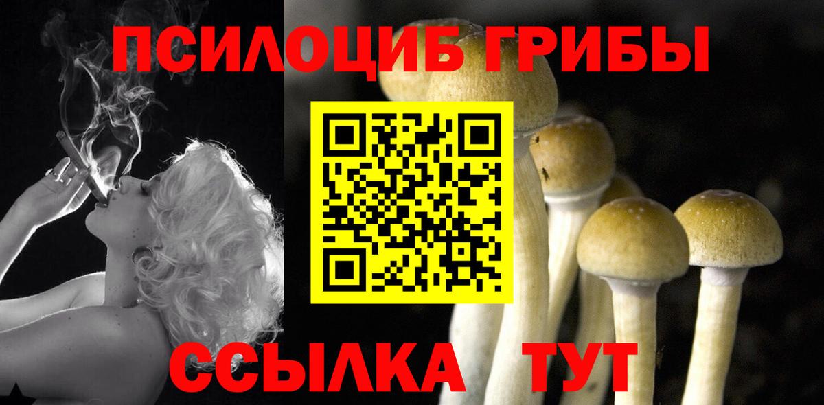 Галлюциногенные грибы Psilocybe  наркотики  Балашов  Вход с VPN 